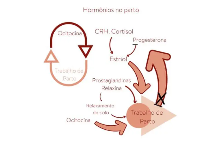 Produzida pela placenta e pelo corpo lúteo dos ovários, ajuda a amolecer as articulações e ligamentos pélvicos para ajudar na passagem do bebê. Ela também permite a distensão do útero conforme o bebê cresce.
