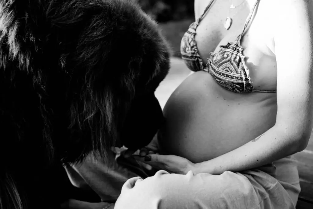 Mulher grávida de biquíni, sentada no chão, de frente para um cachorro grande e peludo que delicadamente encosta o focinho na barriga dela